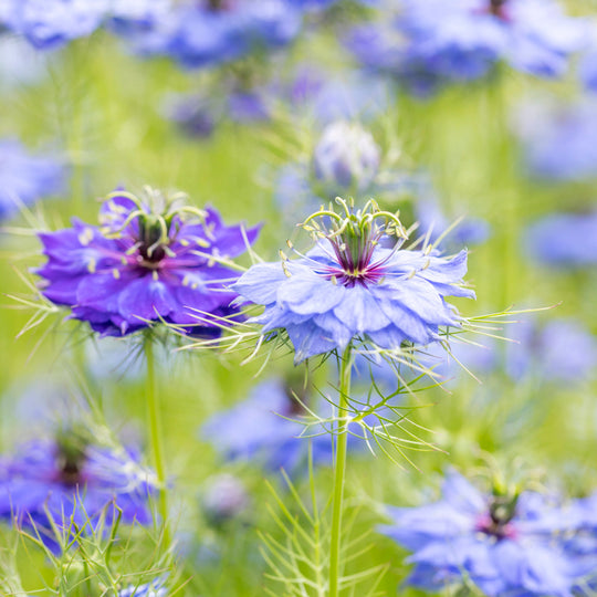 Nigella damascena 'Miss Jekyll' Seeds