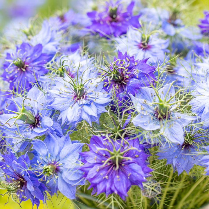 Nigella damascena 'Miss Jekyll' Seeds