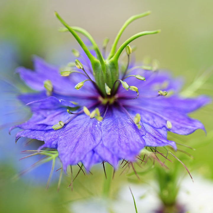 Nigella damascena 'Persian Jewels' Seeds