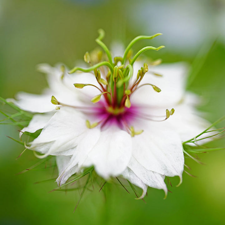 Nigella damascena 'Persian Jewels' Seeds