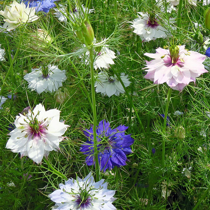 Nigella damascena 'Persian Jewels' Seeds