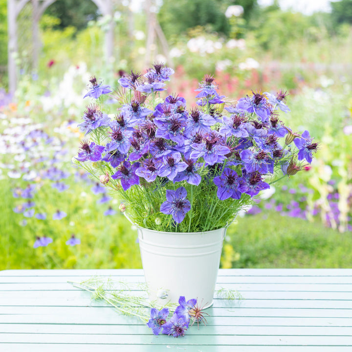 Nigella hispanica Seeds
