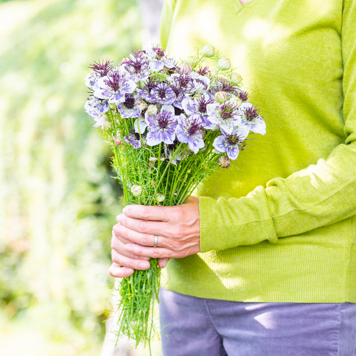 Nigella papillosa 'Delft Blue' Seeds