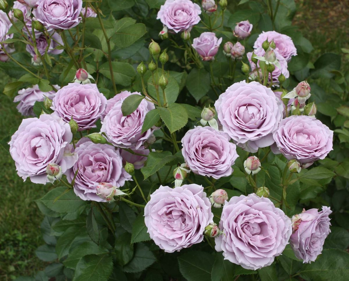 Rose Novalis&reg; - Golden Valley Plants