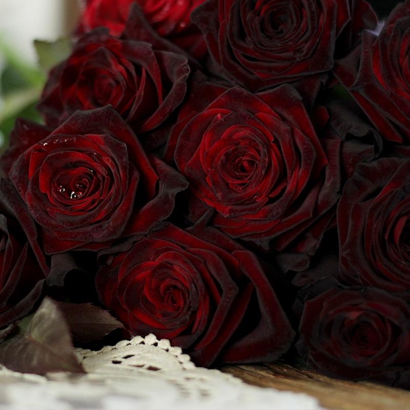 🖤Rare Black Baccara Rose🌹A black rose with a super velvety feel!