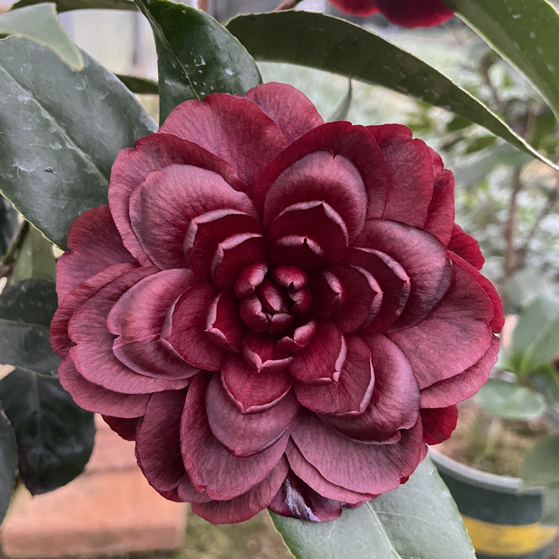 Mochuan Camellia Seeds