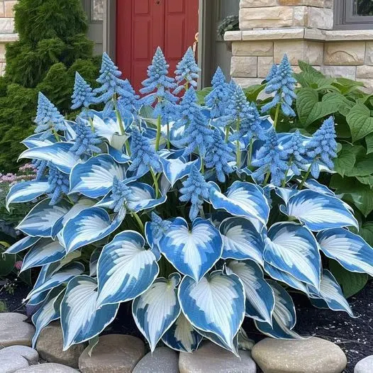 🌿Hosta Seeds – Lush Foliage for Shaded Gardens!