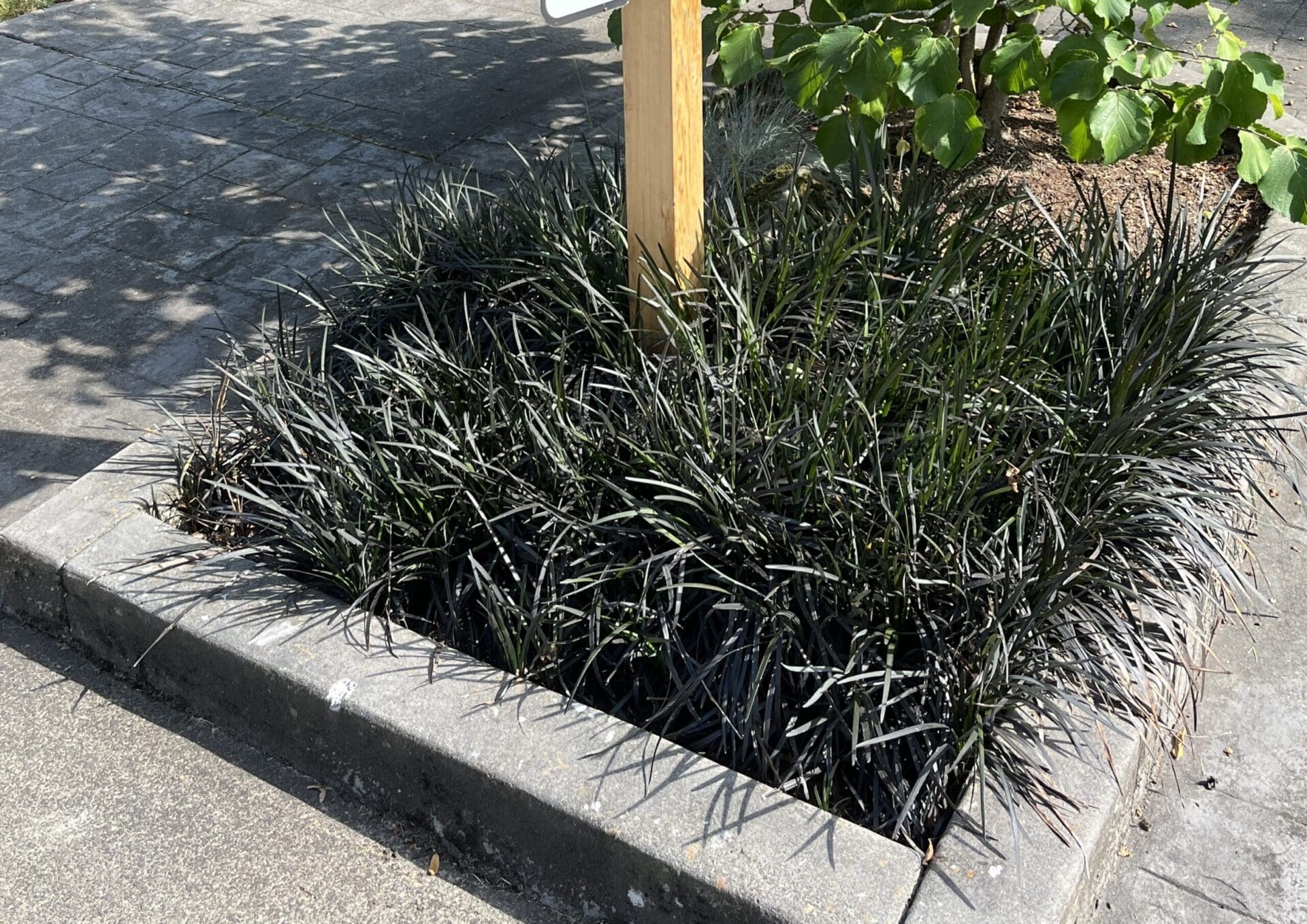 daylilynursery: Black Mondo Decorative Grass Plants Bareroot, you chose  amount!