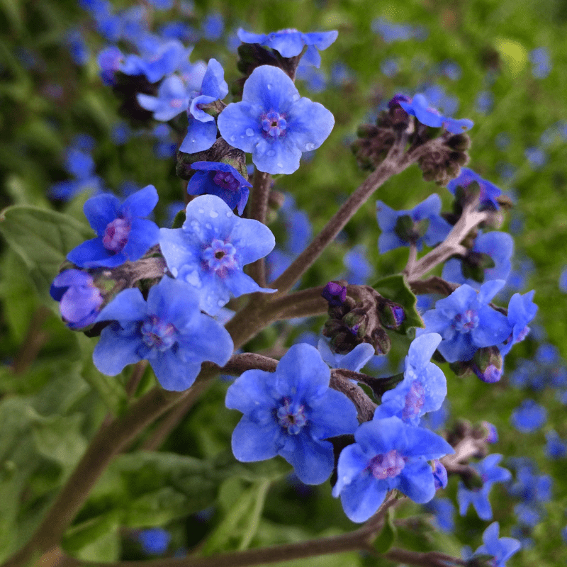 🔥2024 NEW💙💙Exclusive Blue Wildflower Seed Mix