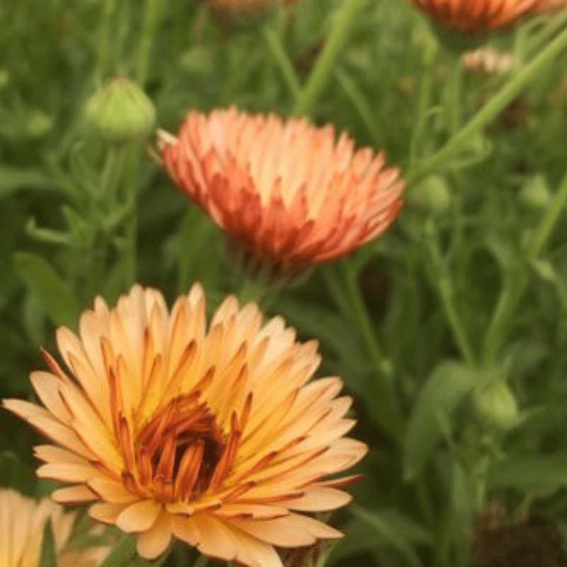 'Orange Flash'-Organic Calendula Seed