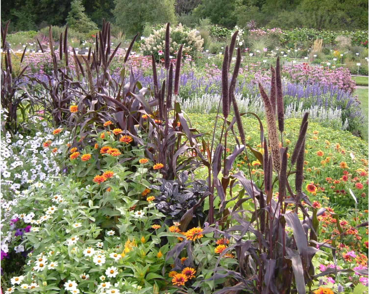 Ornamental Millet Purple Majesty F1 | All-America Selections