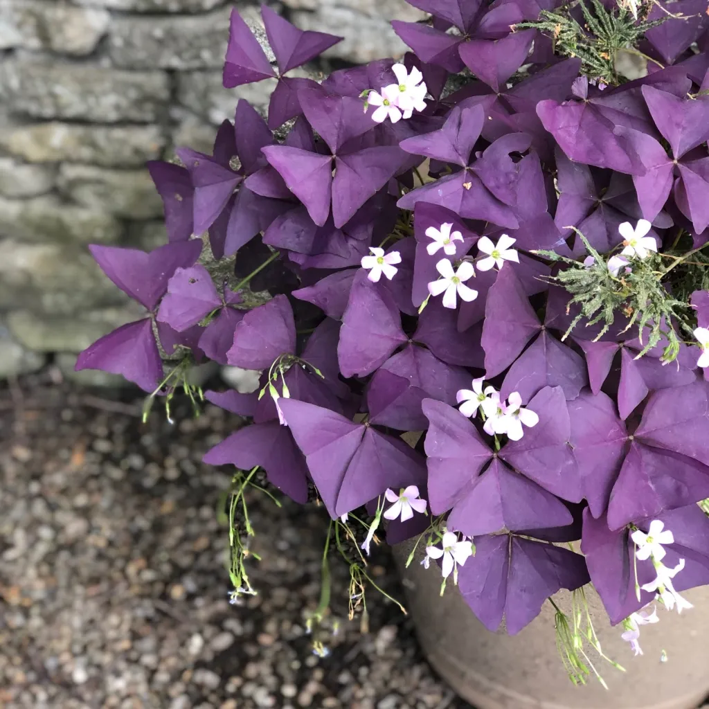 💜Good Luck to You✅Purple Oxalis Seeds