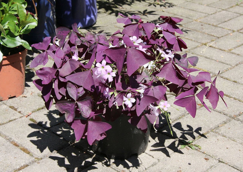 Oxalis triangularis (False Shamrock, Love Plant, Purple Shamrock, Purple  Wood Sorrel) | North Carolina Extension Gardener Plant Toolbox