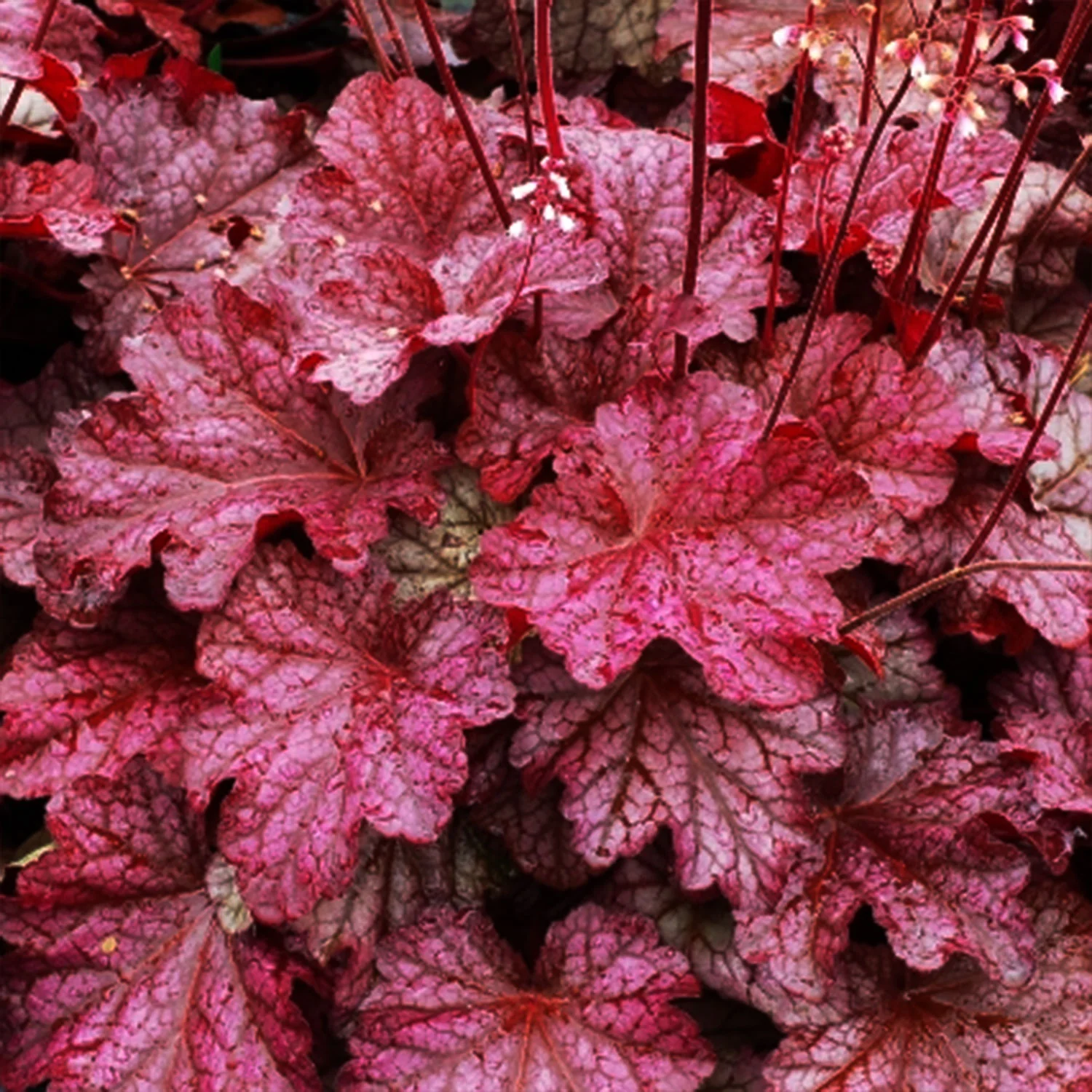 Berry Smoothie Coral Bells Seeds – Vibrant, Berry-Colored Foliage