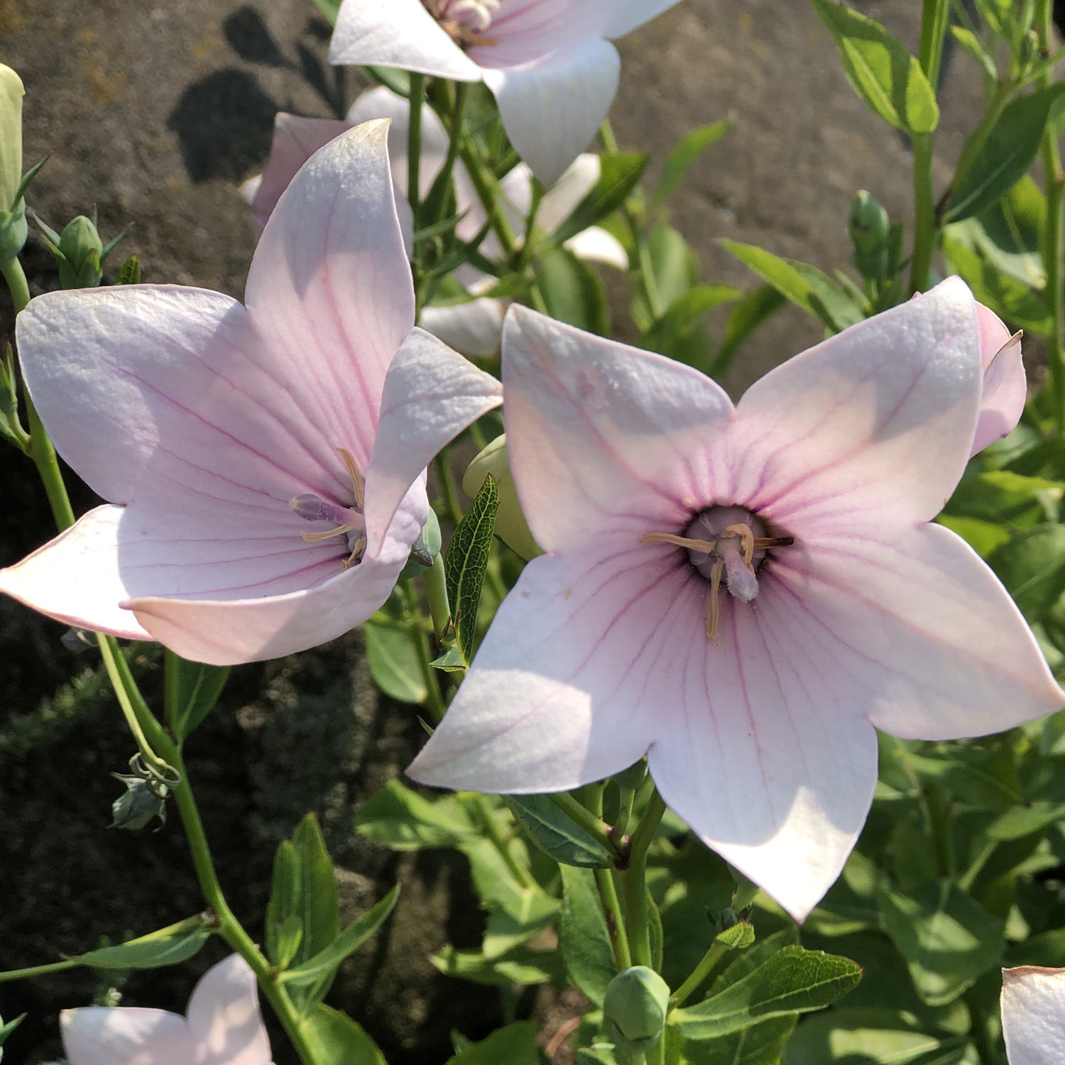 🎈Limited-time Offer💜🩵Balloon Flower Seeds