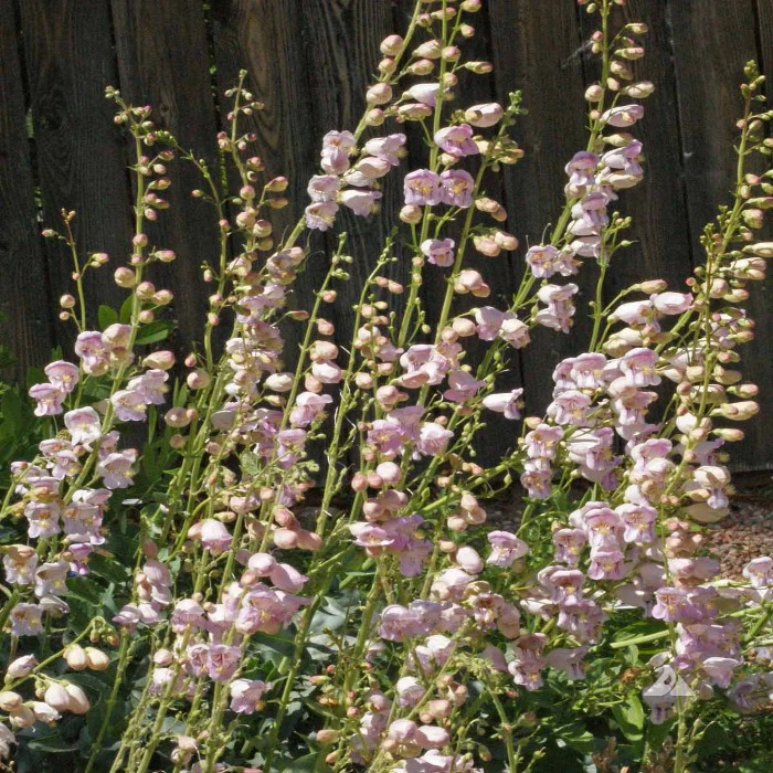 🐝Palmer Penstemon Seeds – Elegant Blooms, Low-Maintenance Beauty