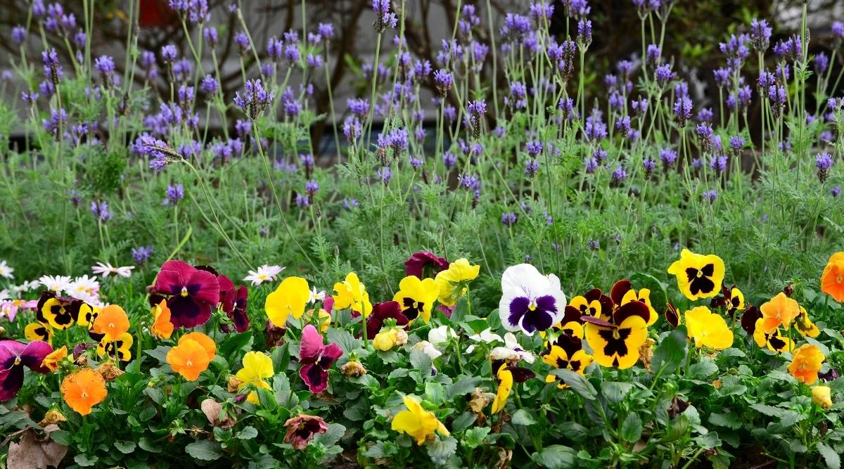 How to Plant, Grow, and Care For Pansies