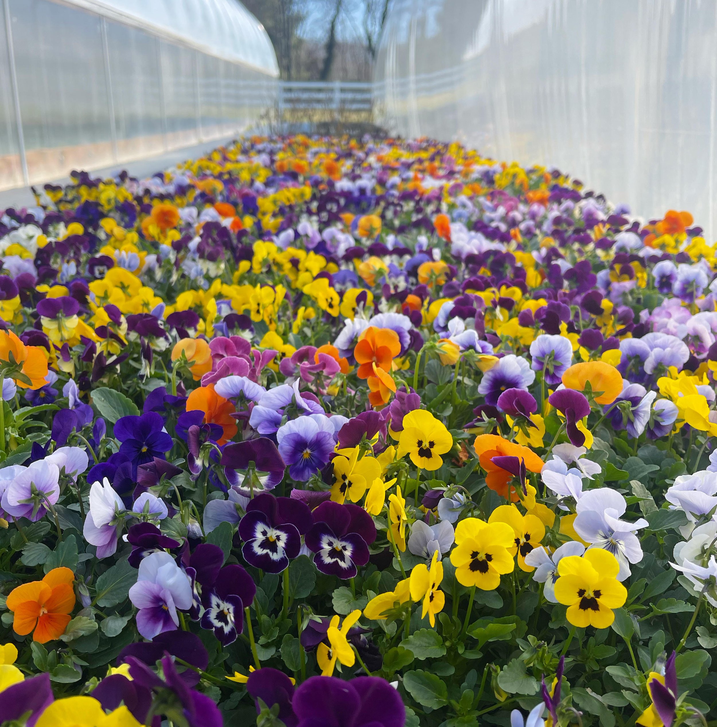 🎨Profuse Blooms · Vibrant Mix✨Mix Pansy Seeds