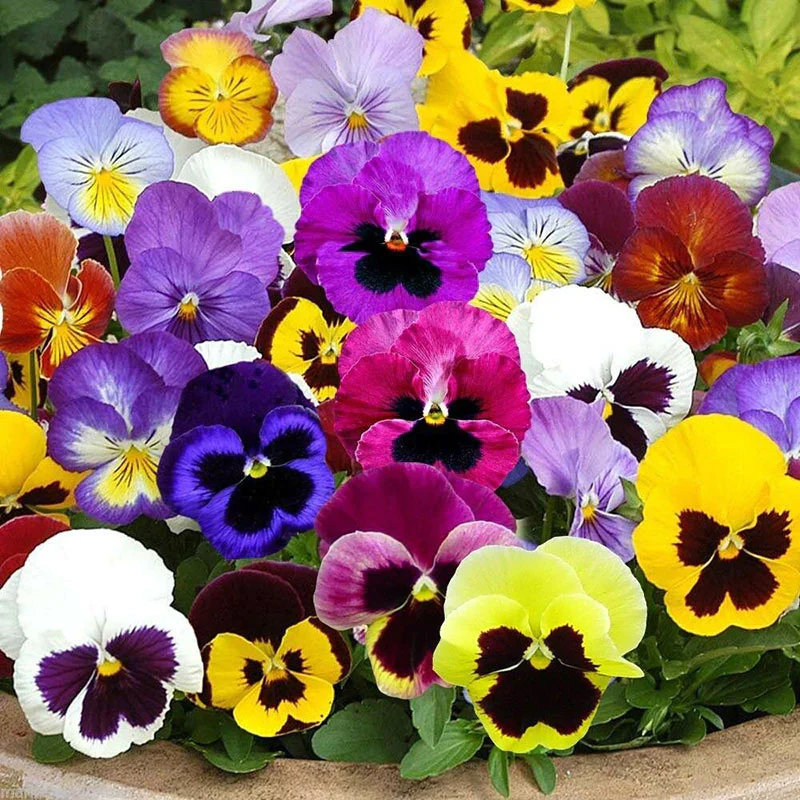 🎨Mix Pansy Seeds✨Profuse Blooms · Vibrant Mix