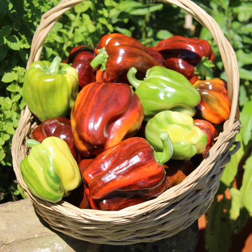 🌶️ Candy Cane Chocolate Cherry Bell Pepper Seeds