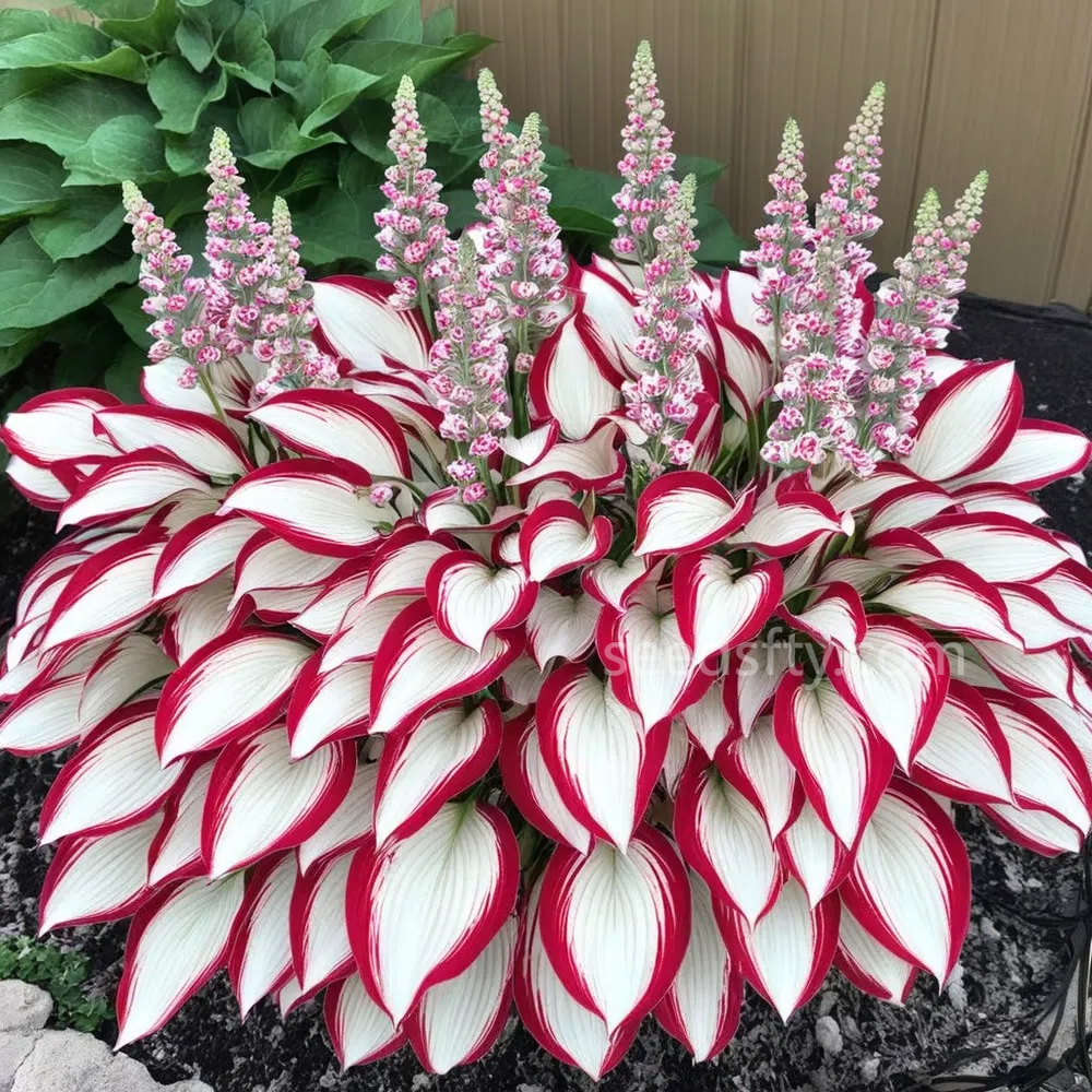 🌿Hosta Seeds – Lush Foliage for Shaded Gardens!