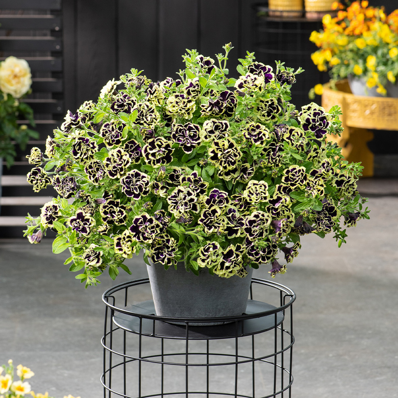 ✨🤩Hot Selling💐Rare Double Petunia Seeds