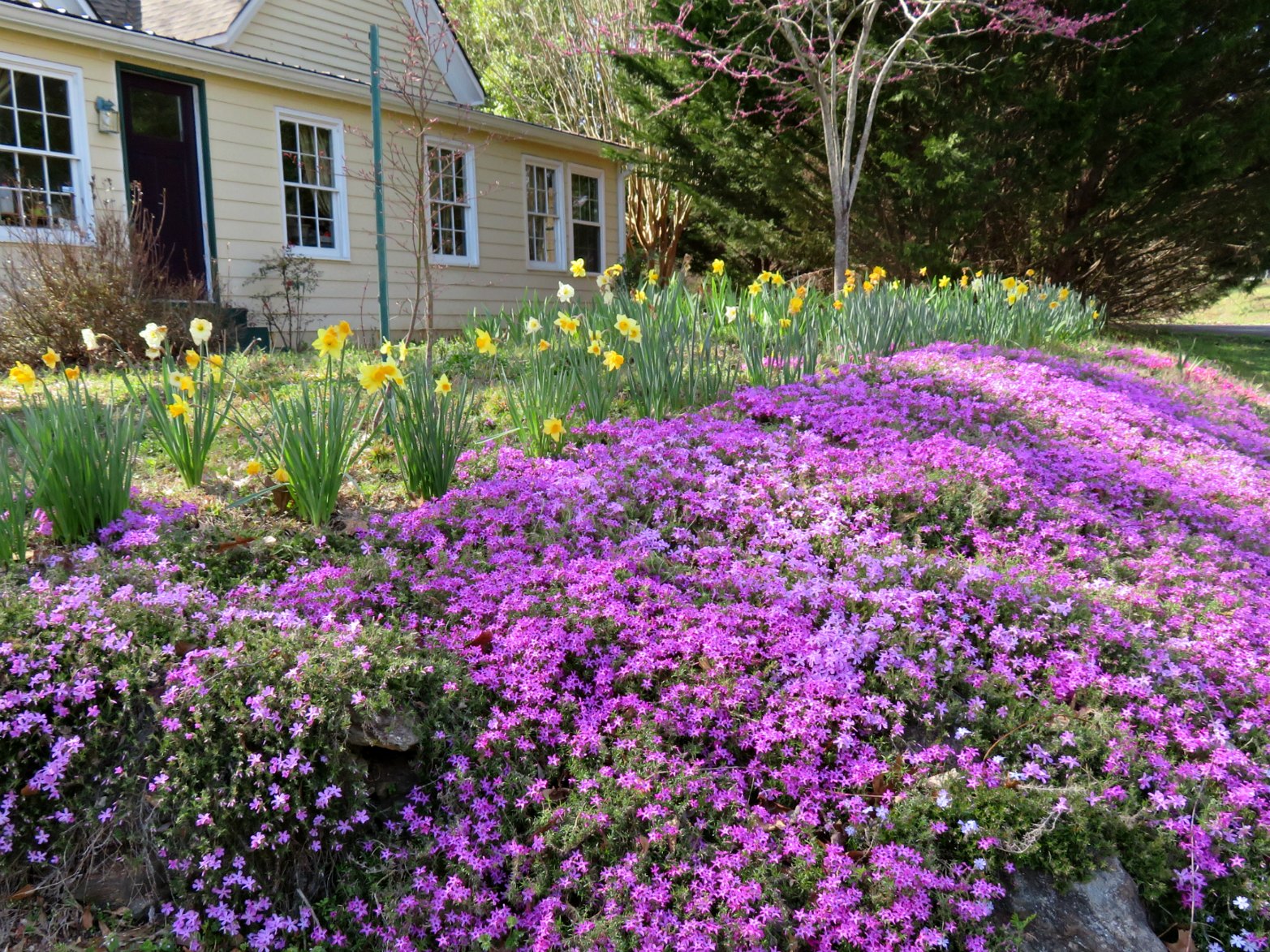 Using Georgia Native Plants: Phlox &ndash; An American Perennial