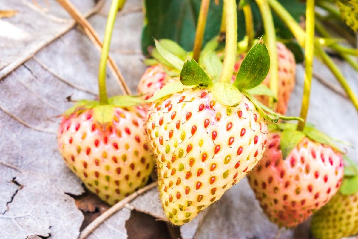 How to Grow Pineberry &mdash; Practical Self Reliance