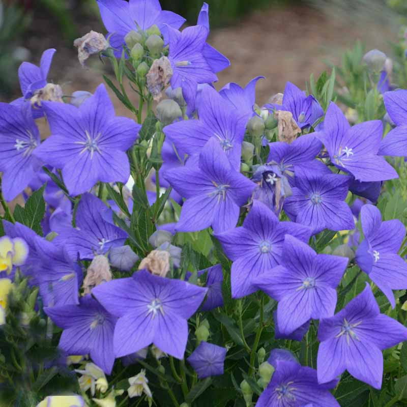 🎈Limited-time Offer💜🩵Balloon Flower Seeds