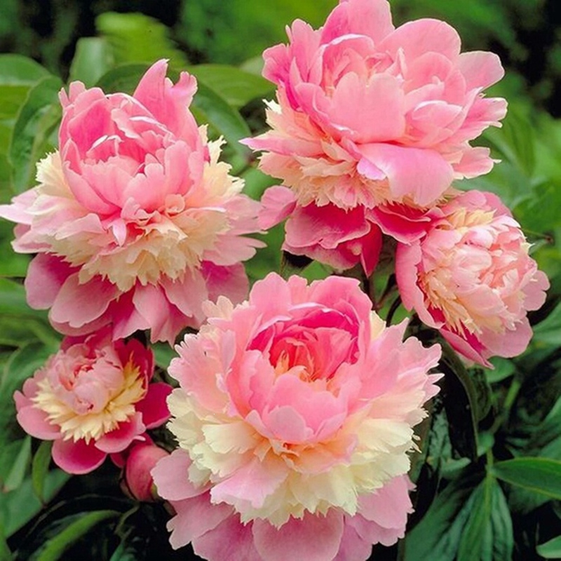 🎄Christmas promotion🎄-Mixed Color Overlord Double Peony Flower Seeds