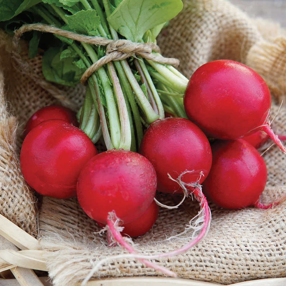 🔥Spring Hot Sale😋Cherry Belle Radish Seeds