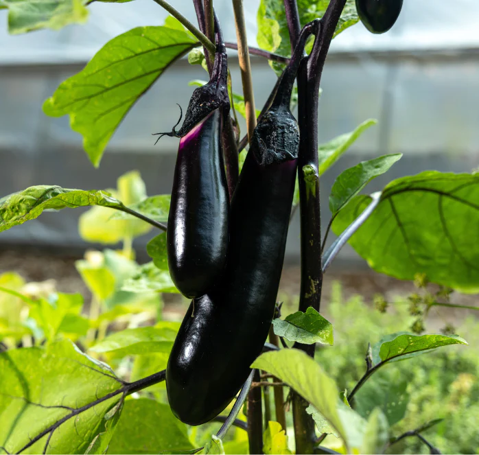 Black Long Eggplant Seeds