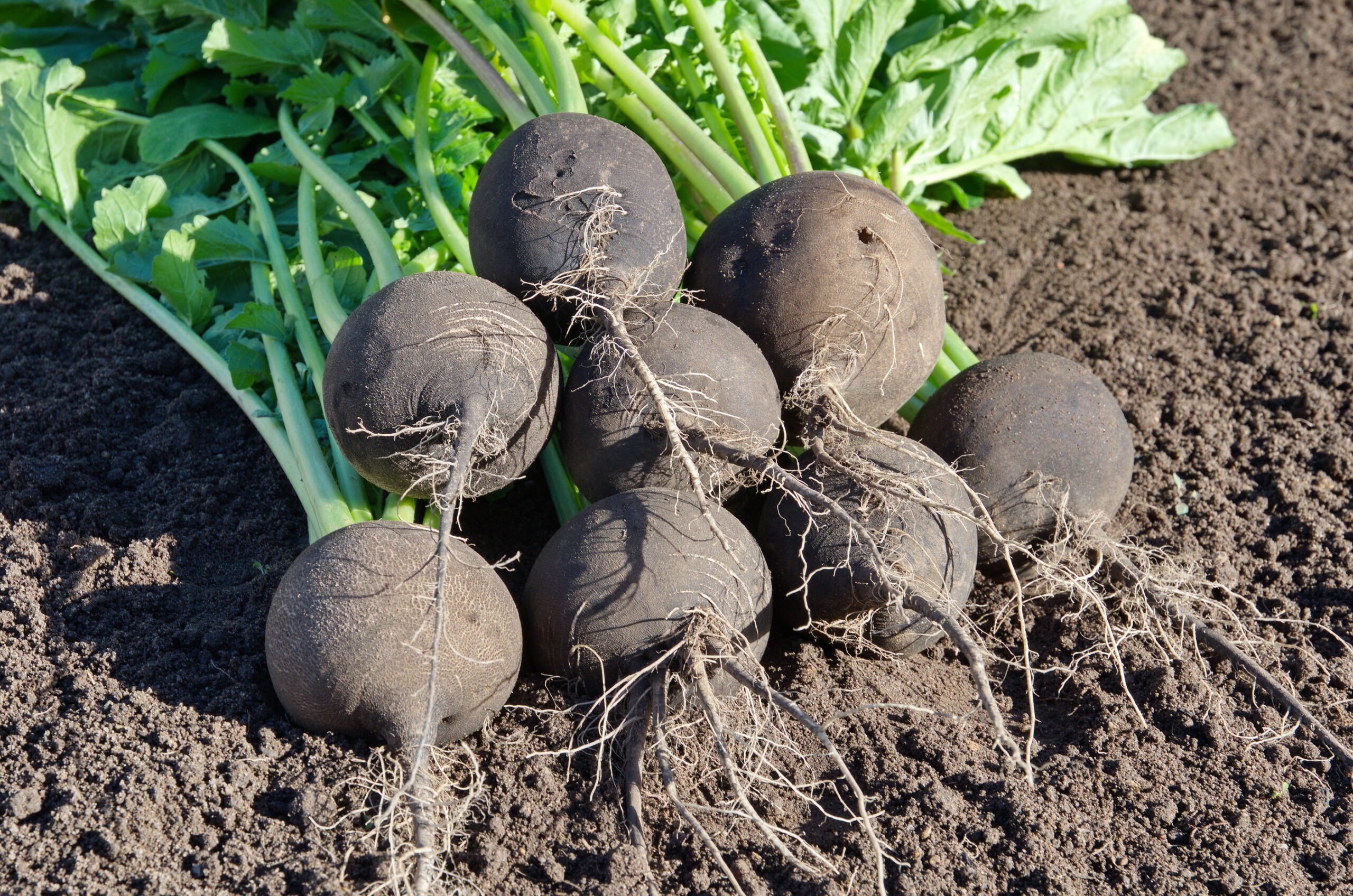 Radish - Black Spanish Round - Premier Seeds Direct