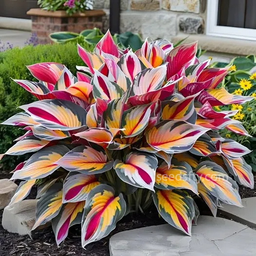 🌿Hosta Seeds – Lush Foliage for Shaded Gardens!