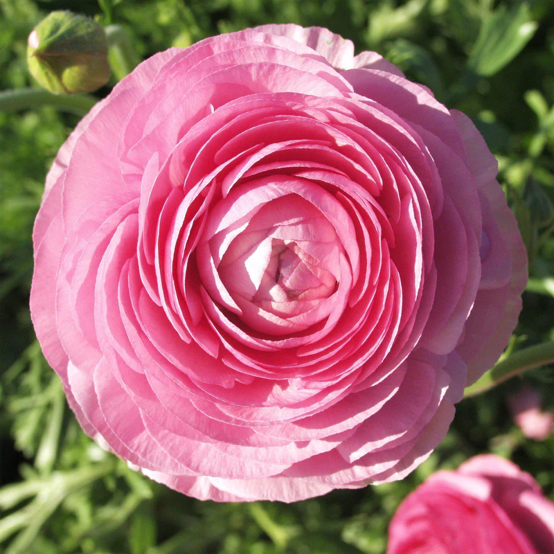 ✨Hot Selling💐Colorful Ranunculus Seeds