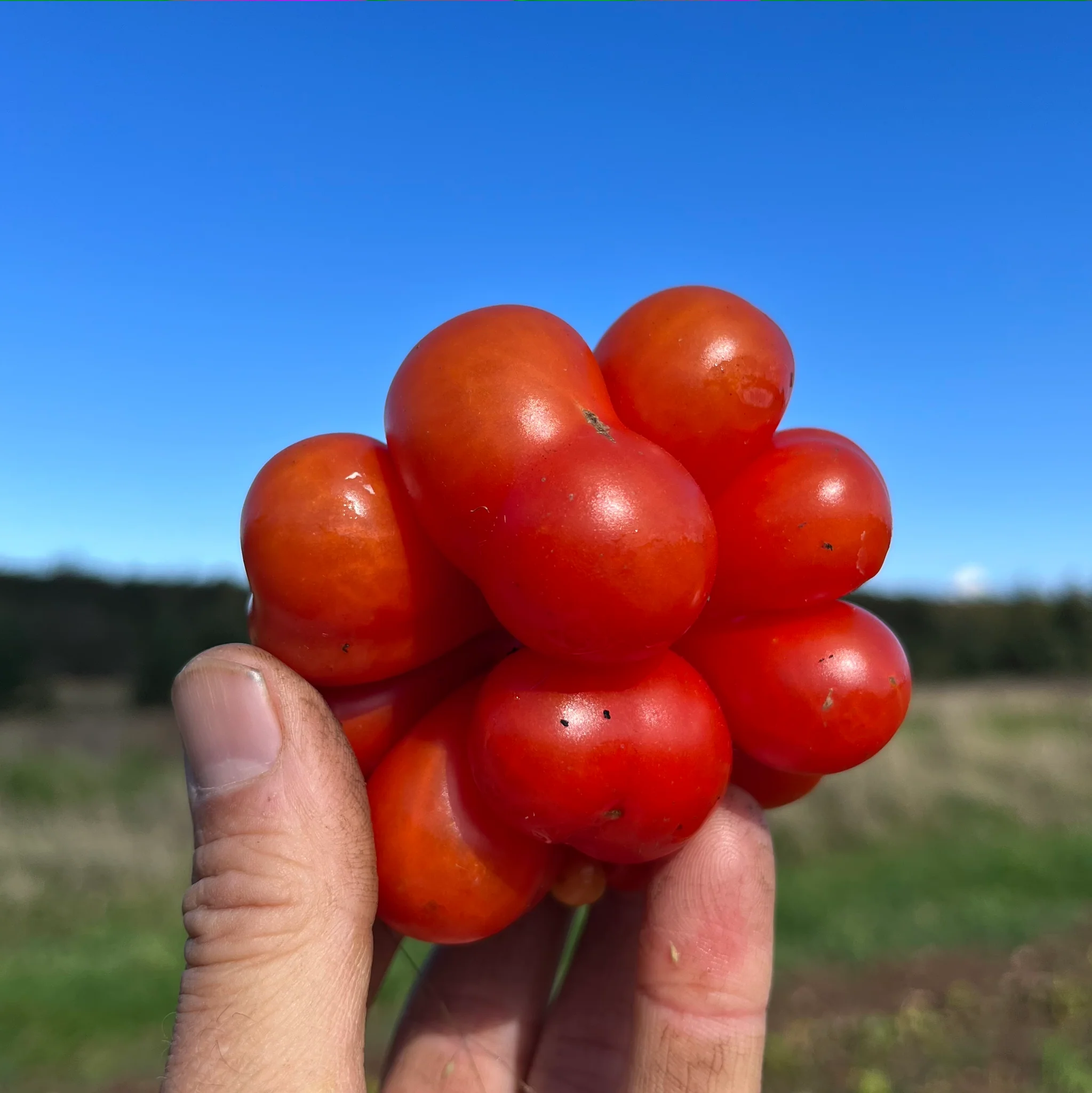 🔥🍅Tomato 'Reisetomate' Seeds