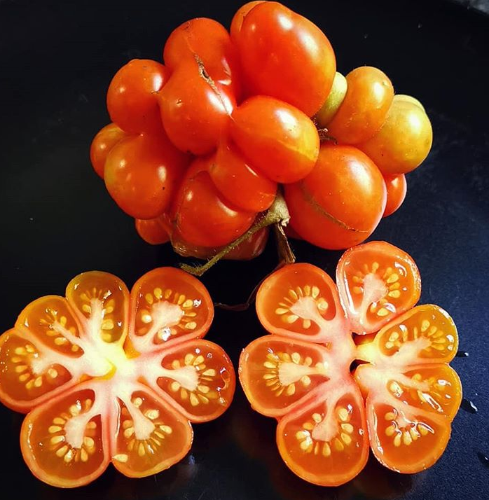 🔥🍅Tomato 'Reisetomate' Seeds