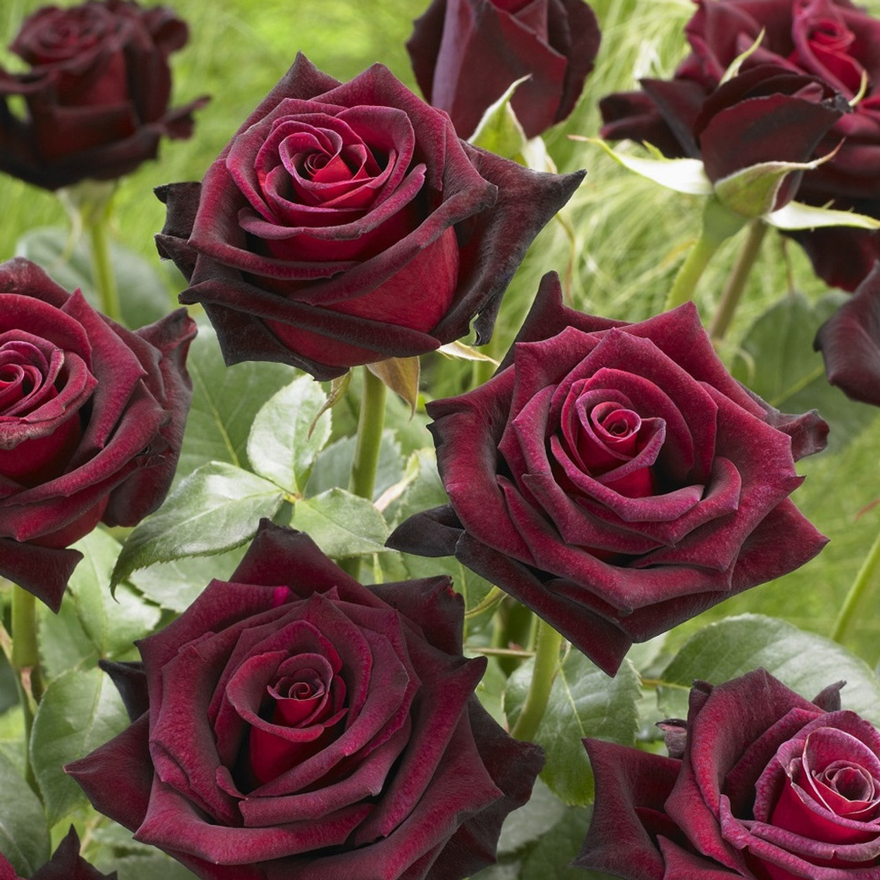 🖤Rare Black Baccara Rose🌹A black rose with a super velvety feel!