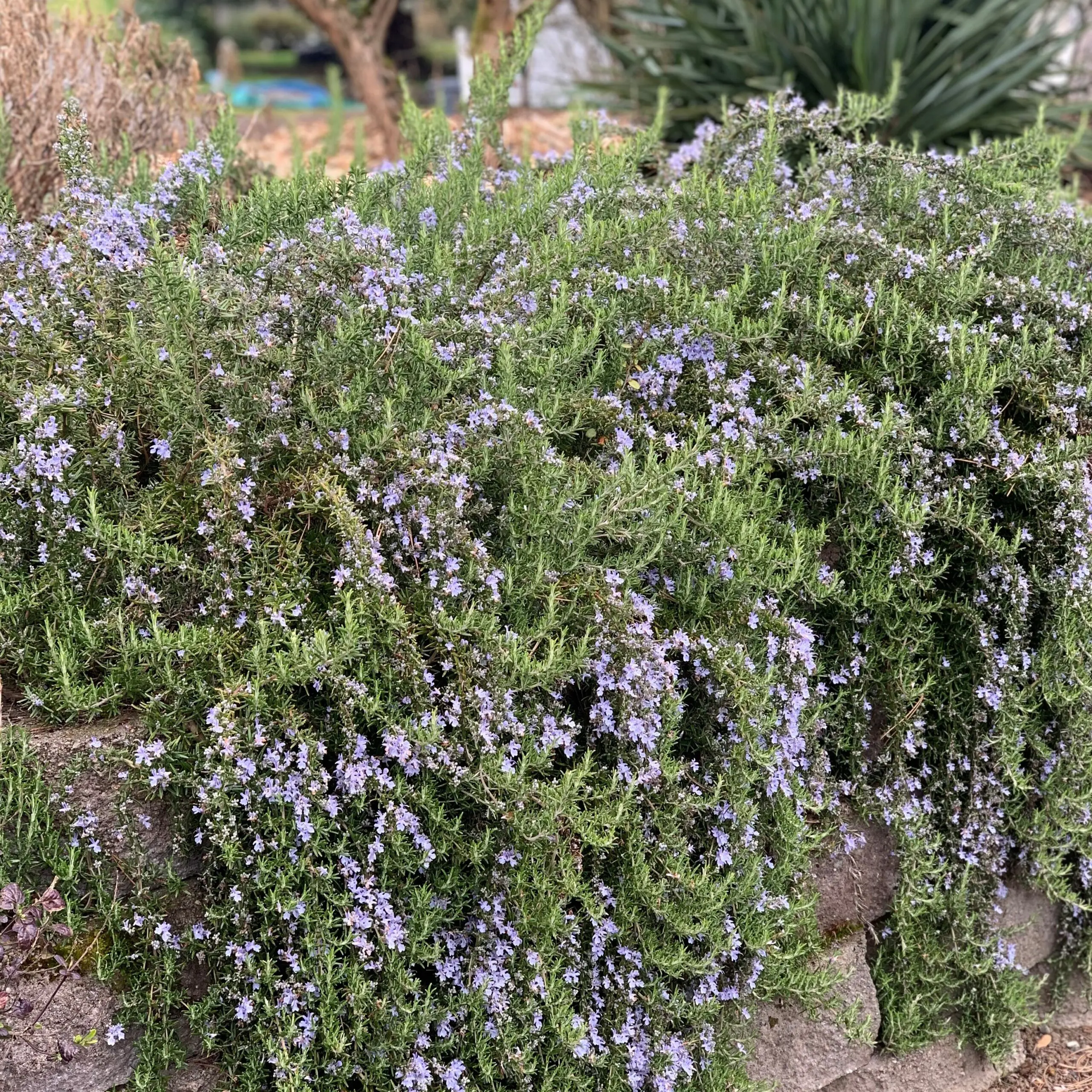 🌿Creeping Rosemary Seeds: A Fragrant Groundcover Marvel