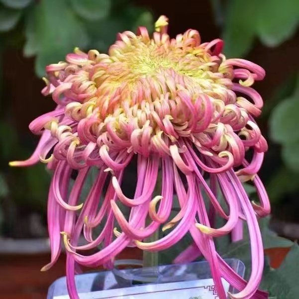 Mixed Spider Mums Flower Seeds-Over 20 Colors