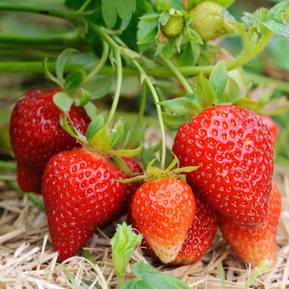 🍓 Albion Strawberry Seeds - Everbeaer / All Season