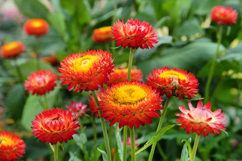 FLOWER Copper Red Strawflower &ndash; UJAMAA SEEDS