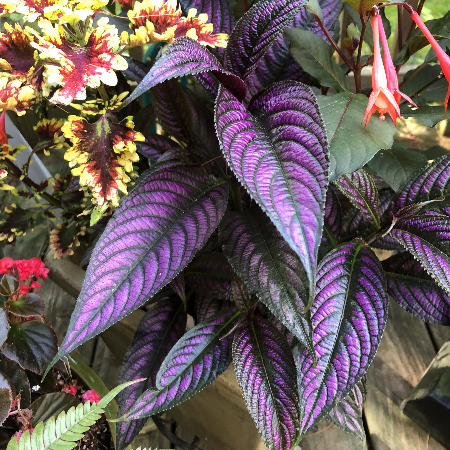 💜 Persian Shield Seeds – Exotic Metallic Purple Foliage