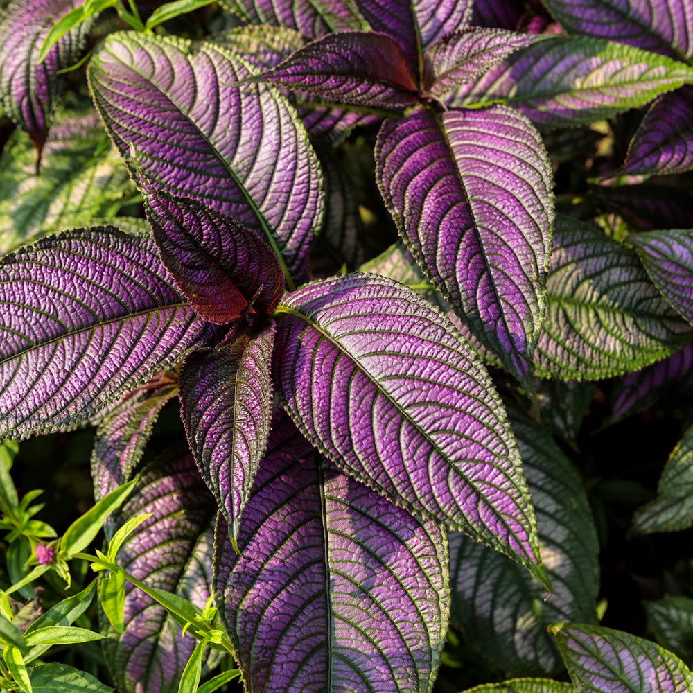 💜 Persian Shield Seeds – Exotic Metallic Purple Foliage