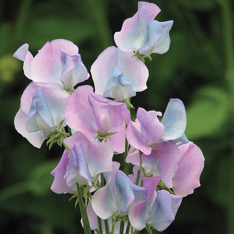 💥Spring Hot Selling🌼Sweet Pea Seeds