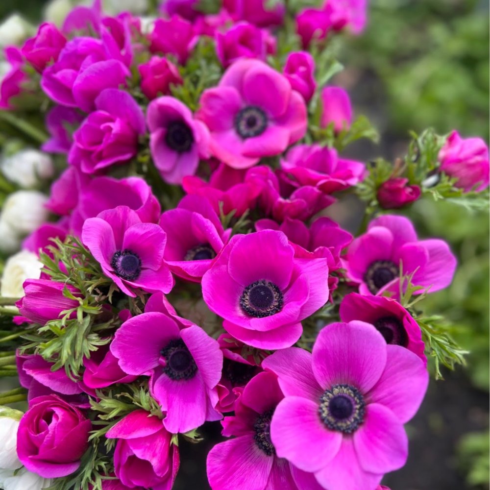 Pink Anemone Seeds