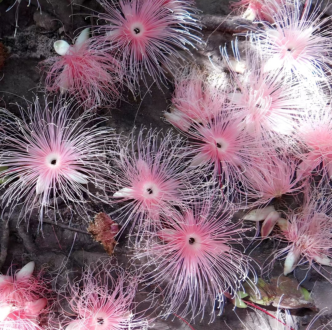 Barringtonia racemosa seeds🌸