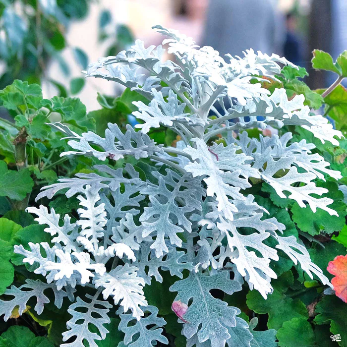 🌱☃️Snow Fairy Blooming in Summer✨Silverdust Dusty Miller Seeds