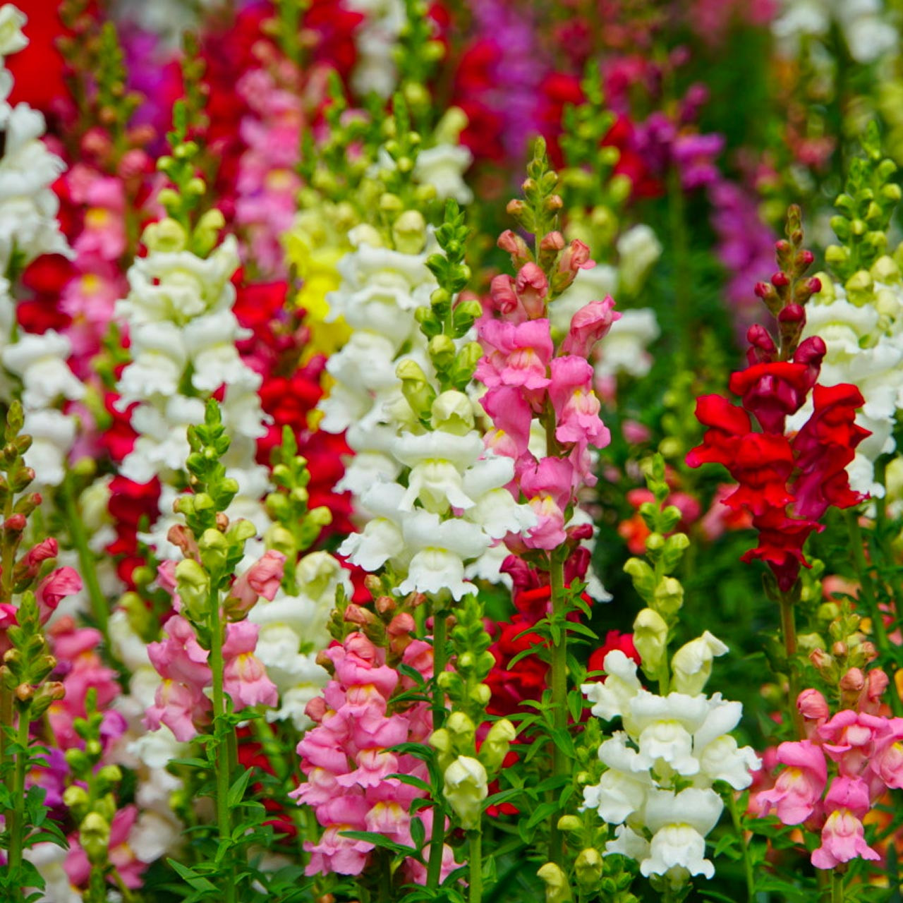 🌈🥰Rainbow Mix Snapdragon Seeds