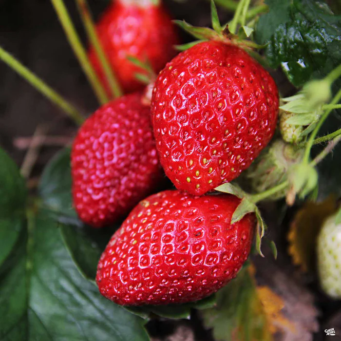 🍓 Albion Strawberry Seeds - Everbeaer / All Season